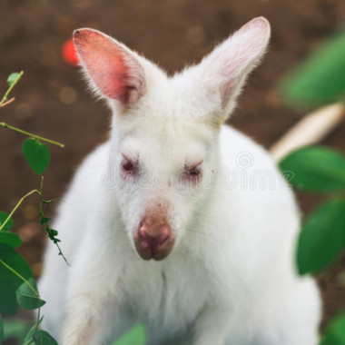 wallabywhite