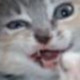 Djehooty