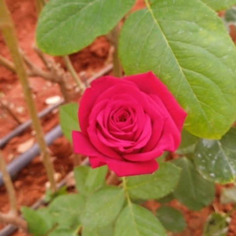 FitBerry7