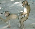monkeespank