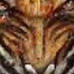 tigerfier