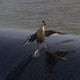 Birdistheword