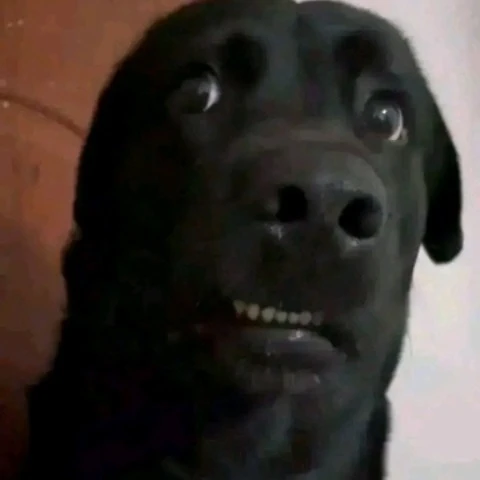 jerichomoreno