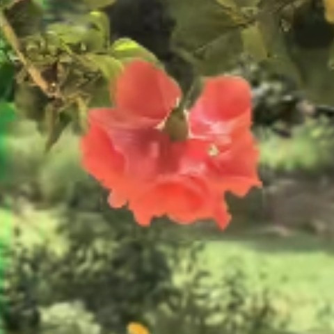 Beauty_Boy