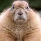 Cranky_Marmot