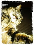 dirtypaws662