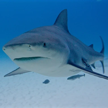 Bull_Shark