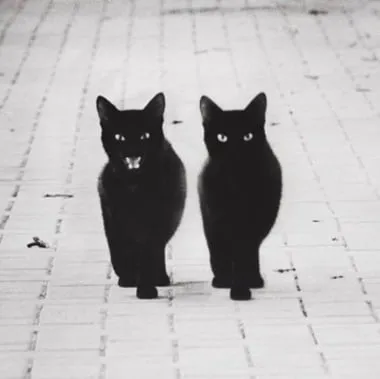 blackcats