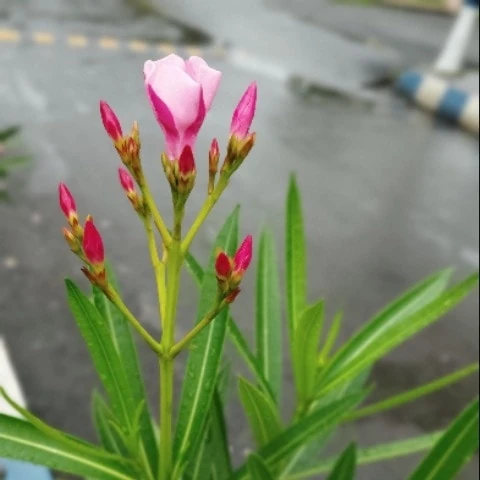 Tumiami920457