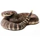 ratelsnake