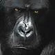 SilverBackBE
