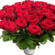 ladon29