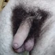 Peludo36
