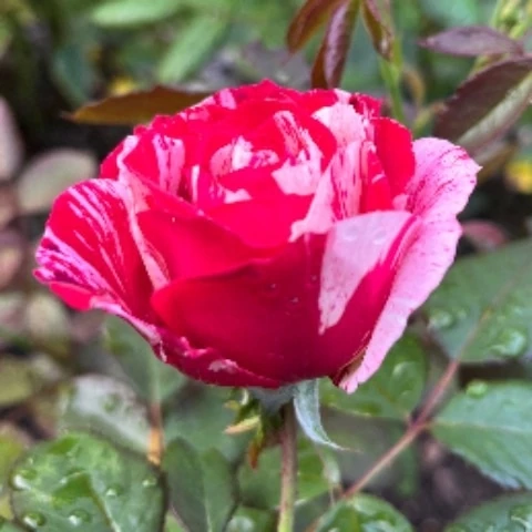 Robertmichel