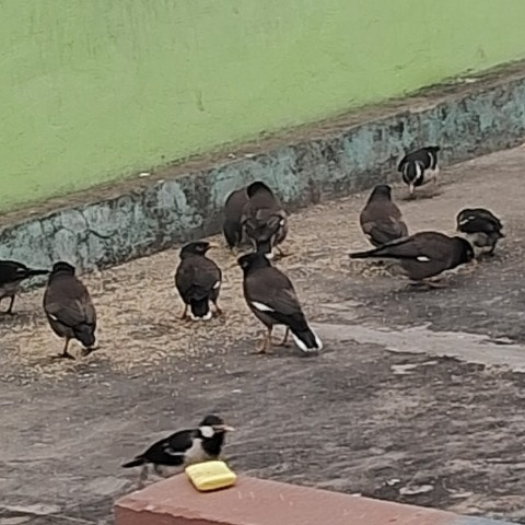 Sumandeepakbabyjaan