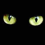 catnegro