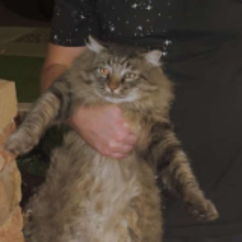 DaddyMankk