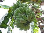 black_creole