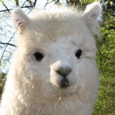 ALPACA6974