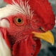 Roosterlips