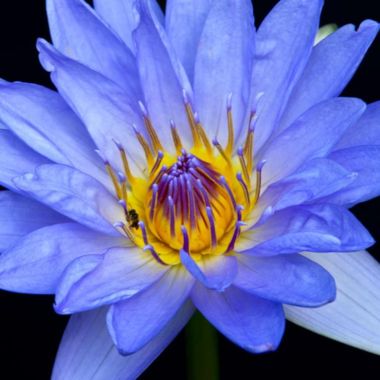 Blue_lotus