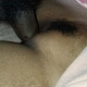 Kuttysir279
