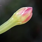 C0py
