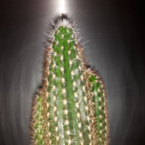 kaktus_ch