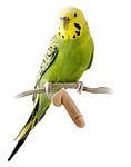 stud_budgie