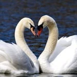 tendresse