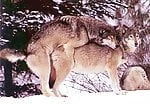 shadowolf3917