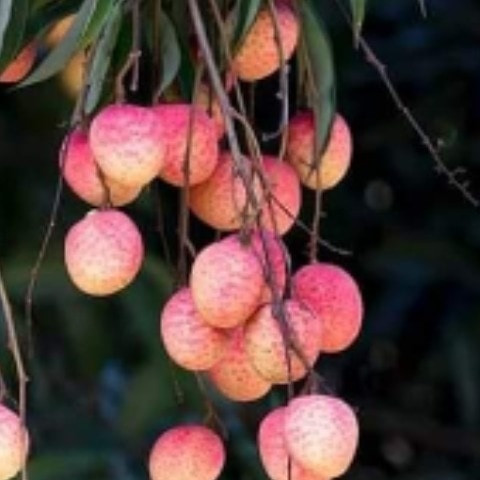 Kolkatarosogolla