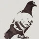 pidgins
