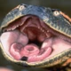 FAPSNAKE