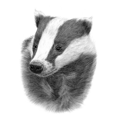 badgercub