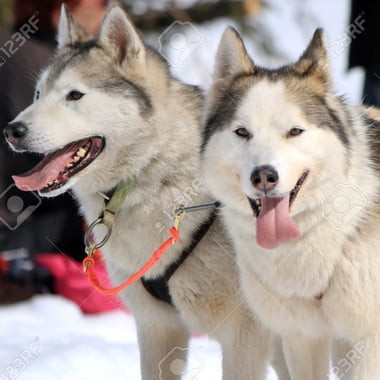 Chiens2Traineau