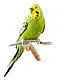 stud_budgie