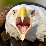 lkngfry2011