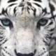 Saiful2242