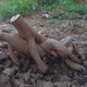 Amitorbhabi