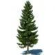 PineTree69