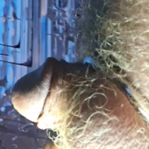 BiglPenguin