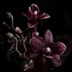BlackOrchid010