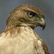 Tom_Hawk