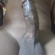 Shanto9462