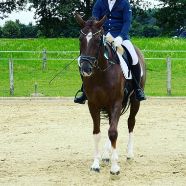 equestrian_twinkle