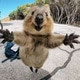 am2fozzy