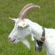 stargoat