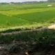 mdgiass