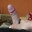 Semf222